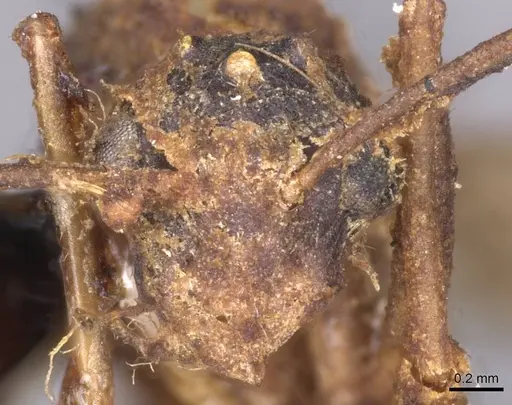 Camponotus pallens specimen