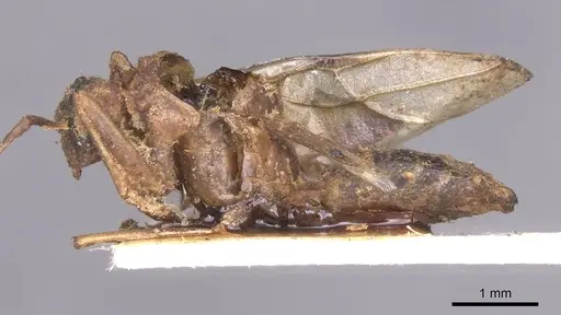 Camponotus pallens specimen