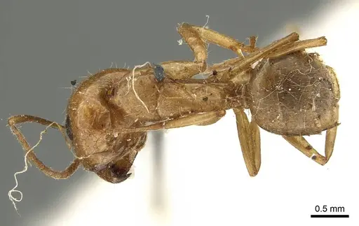 Camponotus pallescens specimen