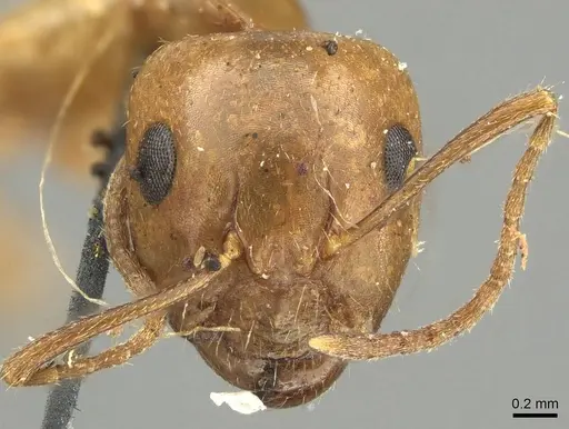 Camponotus pallescens specimen