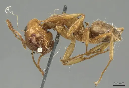 Camponotus pallescens specimen