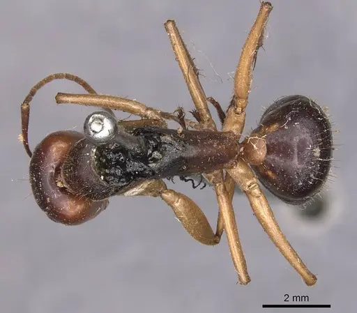 Camponotus pallidiceps specimen