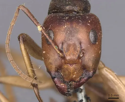 Camponotus pallidiceps specimen