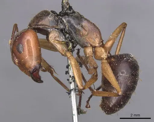 Camponotus pallidiceps specimen