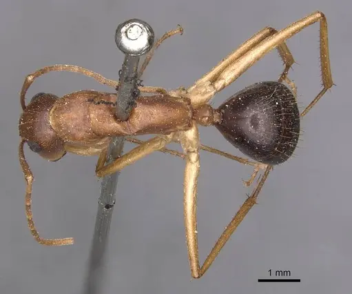 Camponotus pallidiceps - CASENT0905233