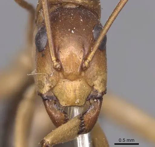 Camponotus pallidiceps - CASENT0905233