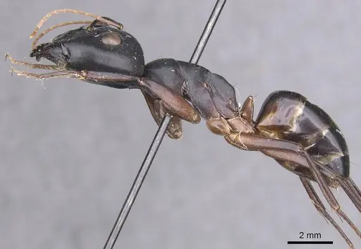 Camponotus palmyrensis specimen