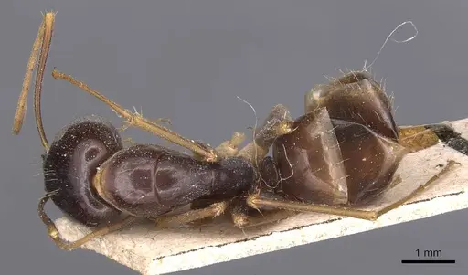 Camponotus palpatus specimen