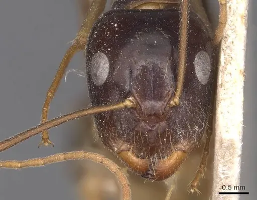 Camponotus palpatus specimen