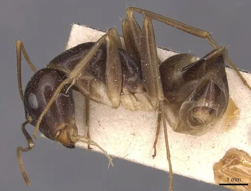 Camponotus palpatus specimen