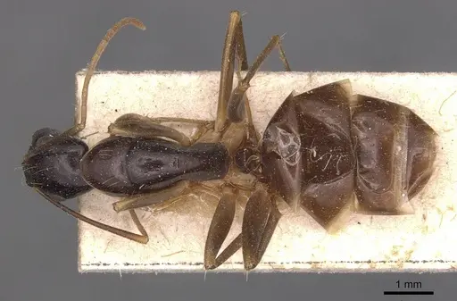 Camponotus palpatus - CASENT0905228