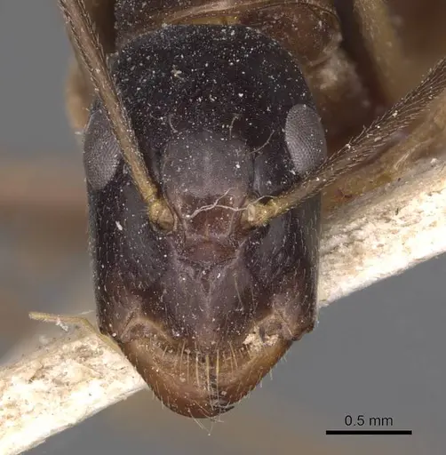 Camponotus palpatus - CASENT0905228