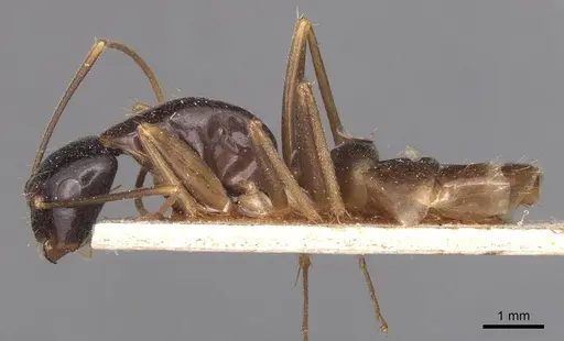 Camponotus palpatus - CASENT0905228
