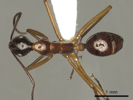 Camponotus panamensis specimen