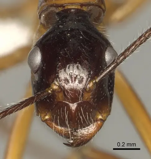 Camponotus panamensis specimen