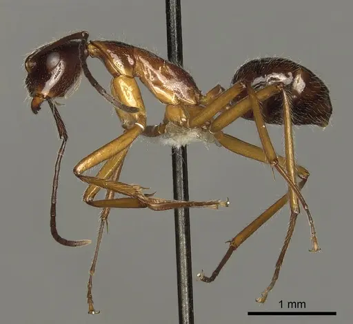 Camponotus panamensis specimen
