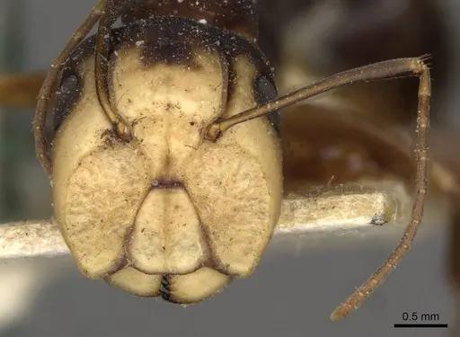 Camponotus paradoxus specimen