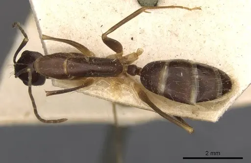 Camponotus paradoxus - CASENT0910677