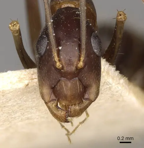 Camponotus paradoxus - CASENT0910677