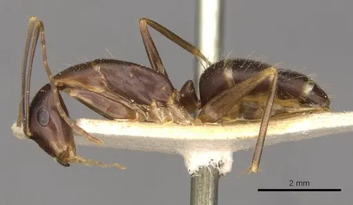 Camponotus paradoxus - CASENT0910677