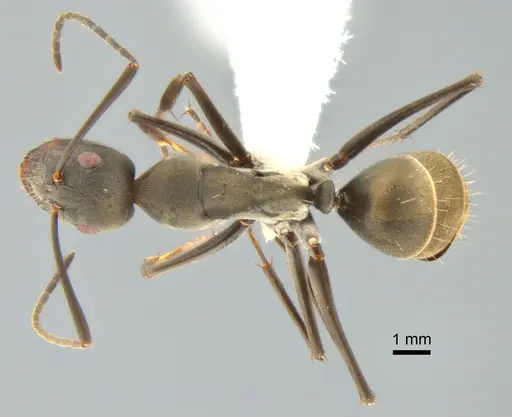 Camponotus parius - CASENT0882201