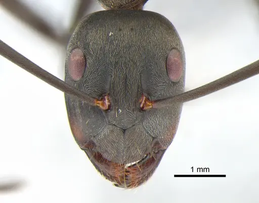 Camponotus parius - CASENT0882201