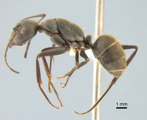 Camponotus parius - CASENT0882201
