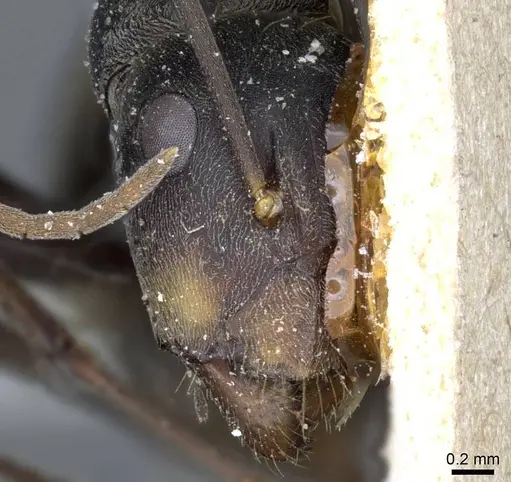 Camponotus parius - CASENT0905350