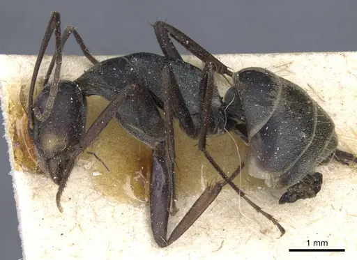 Camponotus parius - CASENT0905350