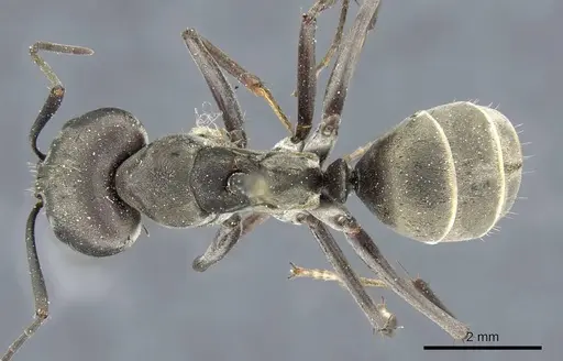 Camponotus parius - CASENT0905805