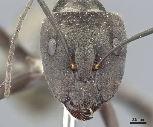 Camponotus parius - CASENT0905805