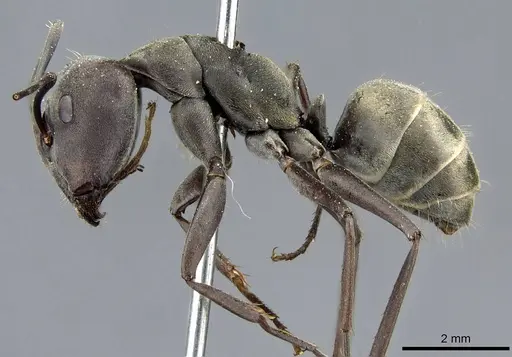Camponotus parius - CASENT0905805