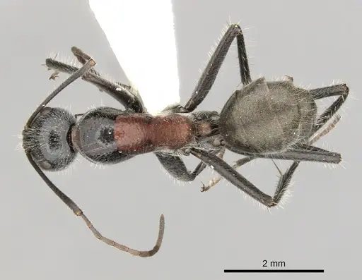 Camponotus pawseyi specimen