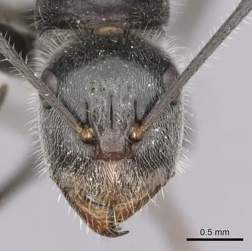 Camponotus pawseyi specimen