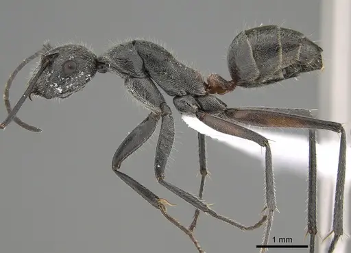 Camponotus pawseyi - CASENT0887716