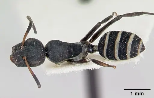 Camponotus peleliuensis specimen
