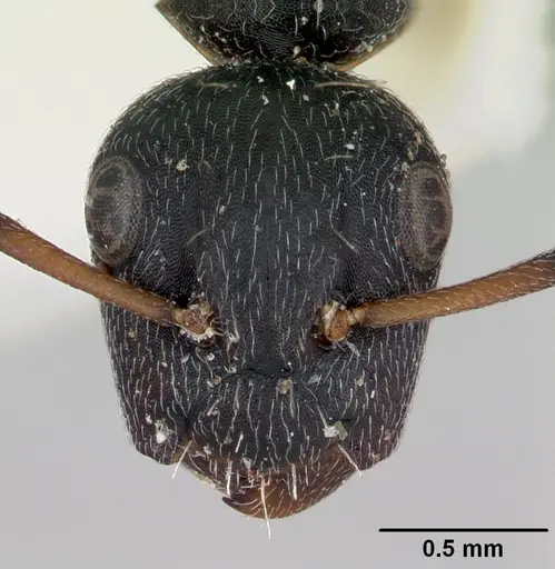 Camponotus peleliuensis specimen