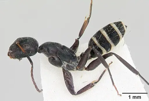 Camponotus peleliuensis specimen