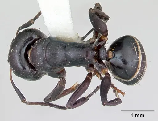 Camponotus peleliuensis - CASENT0173099