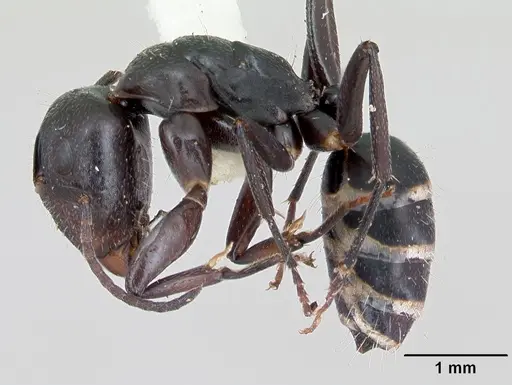 Camponotus peleliuensis - CASENT0173099