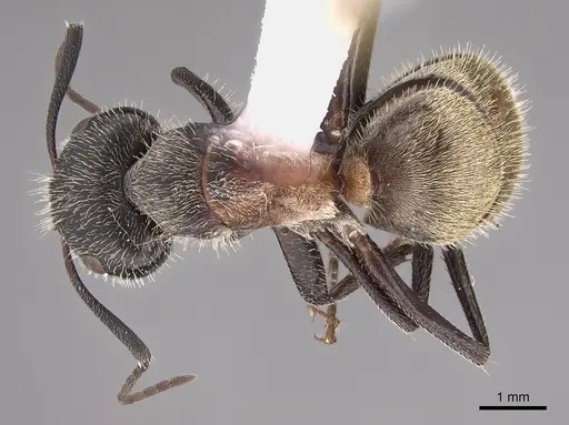 Camponotus pellarius specimen