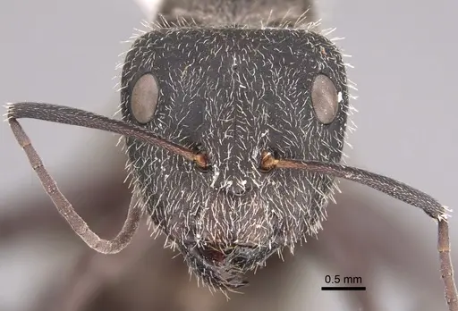 Camponotus pellarius specimen
