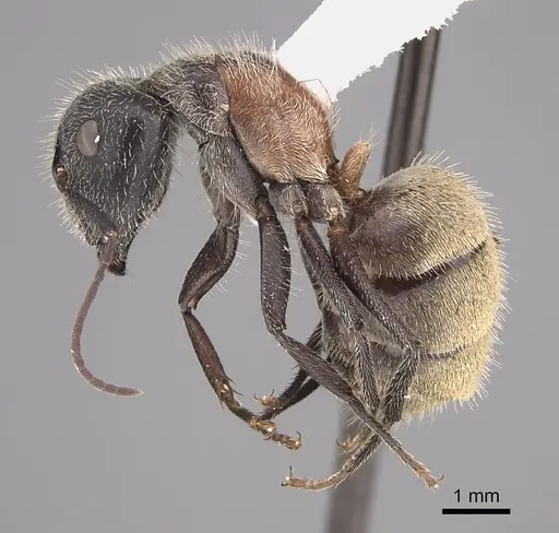 Camponotus pellarius specimen