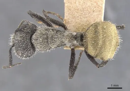 Camponotus pellarius - CASENT0911690