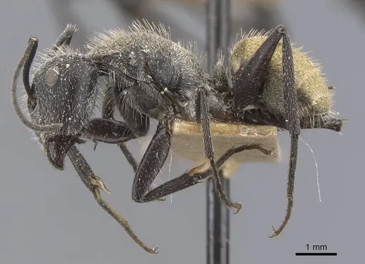 Camponotus pellarius - CASENT0911690