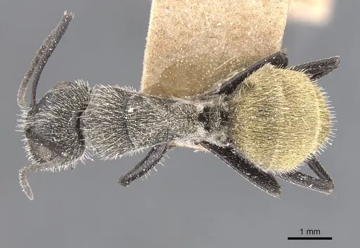 Camponotus pellarius - CASENT0911691