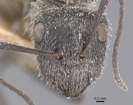 Camponotus pellarius - CASENT0911691