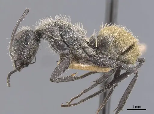 Camponotus pellarius - CASENT0911691