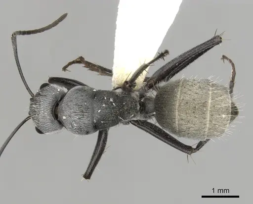 Camponotus pellax specimen