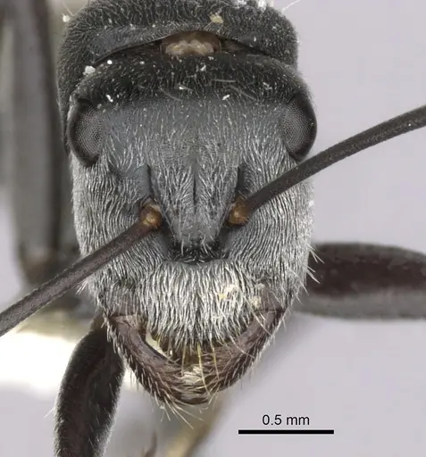 Camponotus pellax specimen